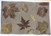 Barbara Janssen: Eco Print 4